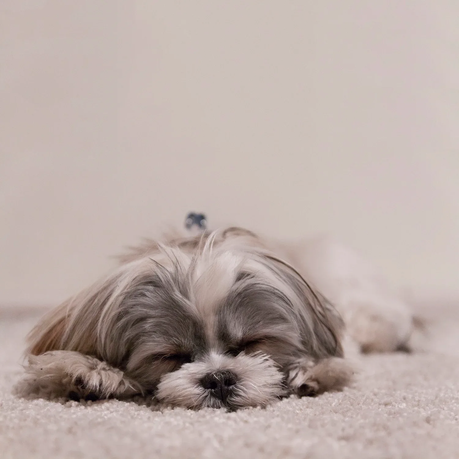Small fluffy dog sleeping on a soft carpet, symbolizing rest and recovery after the hard work of graduation.